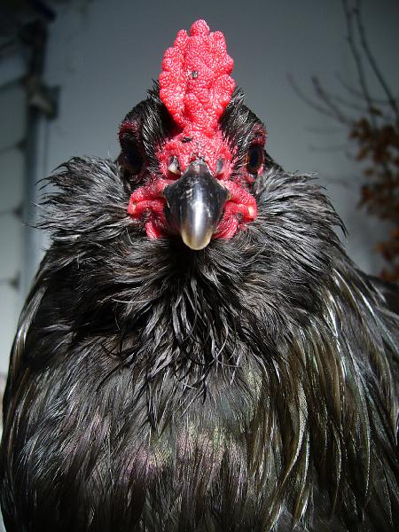 Delbrueck 2008 062.jpg - Araucana schwarz von Franz Egon Christiansmeier Preis HV 96 JB